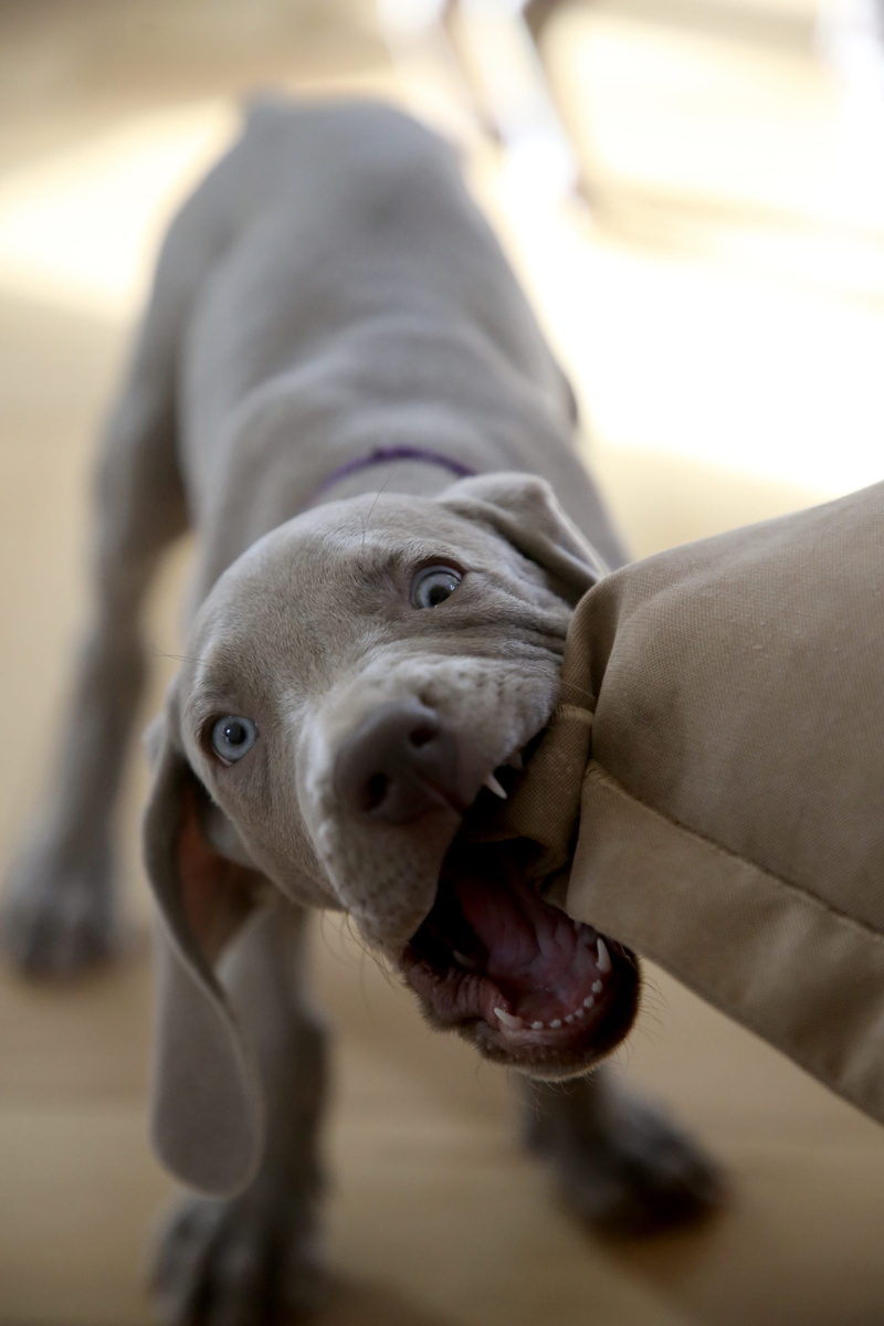 canine, one person, strap, close-up, tongue, pet, biting, pets, domestic, body part, human body part, animal head, pillow, finger, focus on foreground