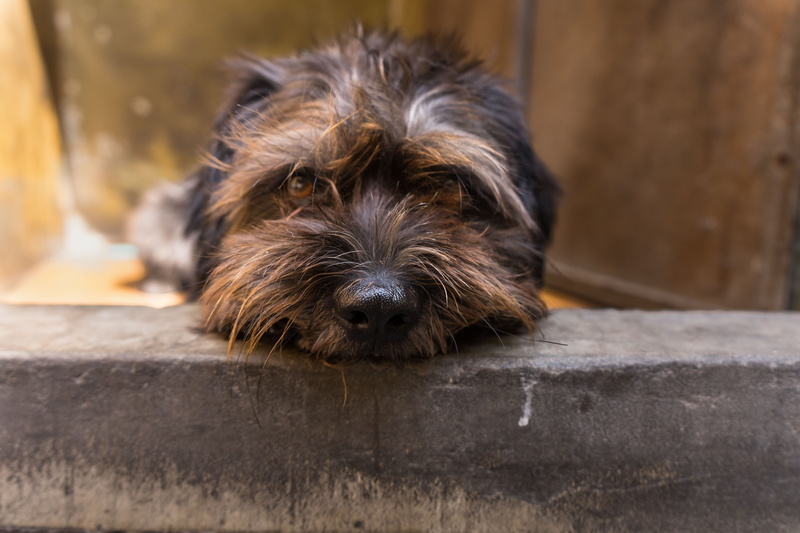 animal, pets, puppy, relaxation, hair, vertebrate, wood, canine, animal themes, animal hair, animal body part, domestic animals, moments, strap, dog, domestic