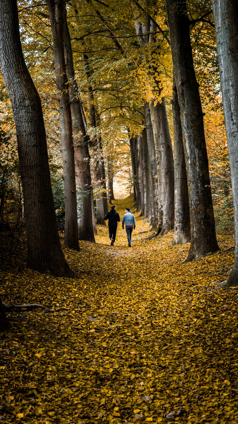 walking, land, person, track, 5K, tree, outdoors, lifestyles, leaf, nature, day, full length, change, two people, men, forest, plant, woods, trunk, middle