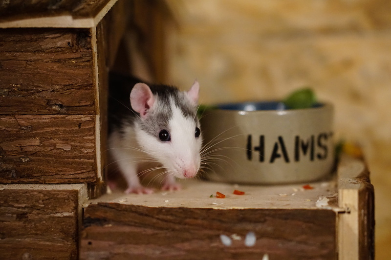 wood - material, fluffy, animals of lovers of, cute, animal, Smart, baby rats, Rodent, mouse, animal themes, hair, 5K, close-up, hamster, domestic animals