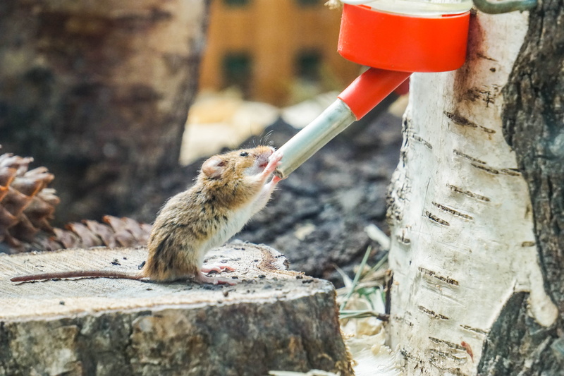 wood - material, one animal, vertebrate, united kingdom, rat, tree stump, animal themes, hamster, pet, food, new forest, 5K, bird, mammal, plant, day
