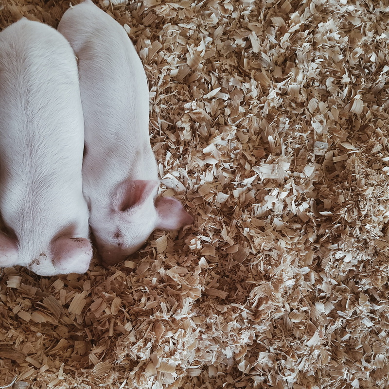 leaves, dog, pig, animal head, hog, pets, one animal, injury, pitbull, domestic animals, day, canine, animal, resting, butcher shop, leash, pet, vertebrate