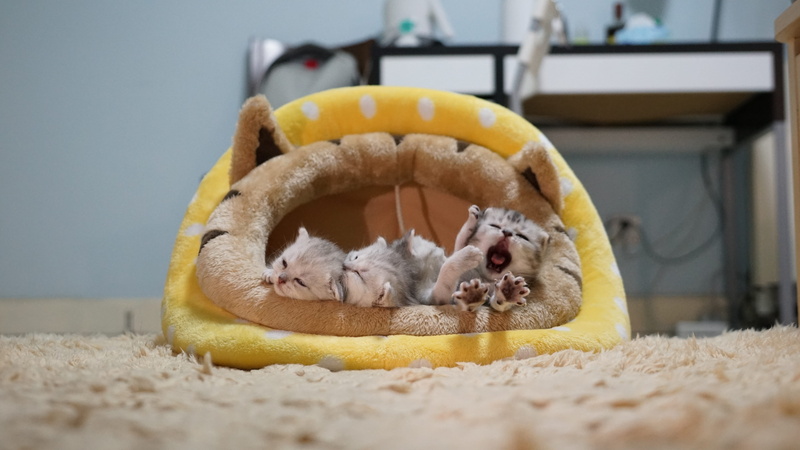 day, geranium, rodent, plant, mouth open, food, hamster, focus on foreground, selective focus, toy, yellow, animal themes, kittens, domestic animals, pets