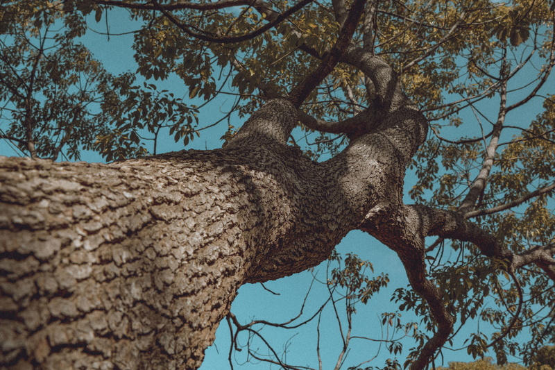 credit card, brown, trunk, blossom, first aid, forest, bird, animal, sycamore, oak, herbivorous, skyy, tree trunk, bandage, plant, outdoors, nature, one animal