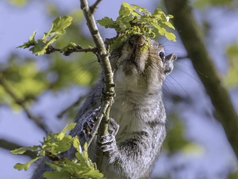 close-up, nature, mammal, focus, outdoors, cat, lemur, no people, animal, photography, animal wildlife, produce, label, animals in the wild, focus on foreground