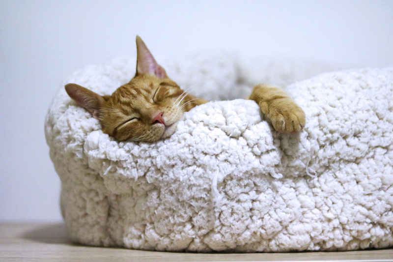 eyes closed, sleepy, kitten, cozy, focus on foreground, tabby, orange, first aid, white, sleeping, cute, feline, domestic, mammal, lying down, domestic animals