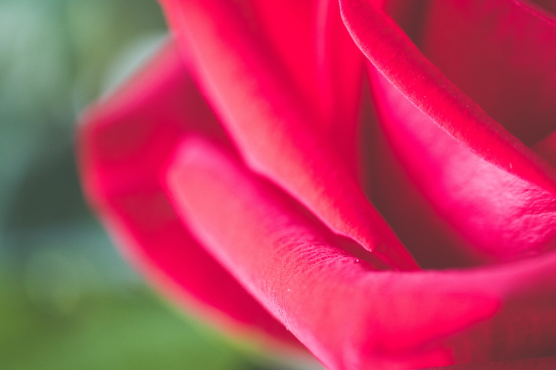 nature, inflorescence, plant, nail, blossom, flowering plant, gladiolus, velvet, gardening, flower, flower head, springtime, fragility, beauty in nature