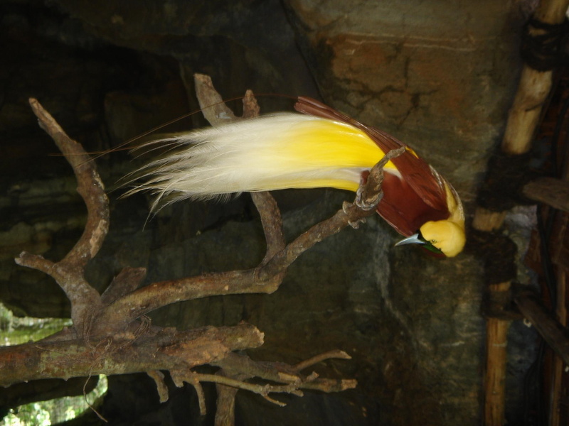 animals, birds, indonesian, cendrawasih, 1080P