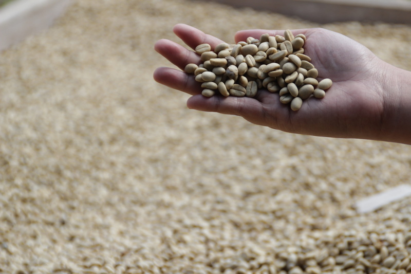 handful, large group of objects, holding, close-up, bean, abundance, coffee, crop, food and drink, arabica, 5K, hand, human body part, indonesian, food