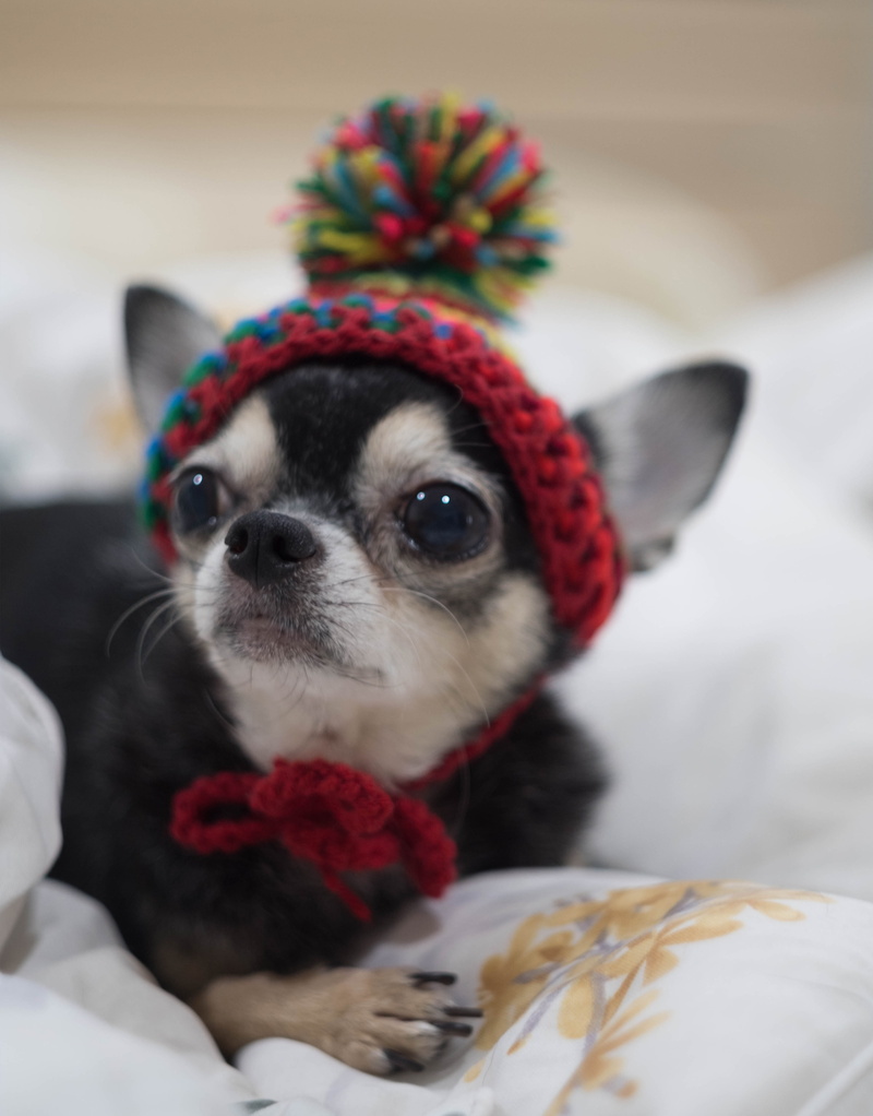 one animal, doll, domestic, dog, tee cup, no people, bed, dog doll, intelligent dog, animal themes, scarf, little, pets, puppy, clothing, a, 4K, lap dog