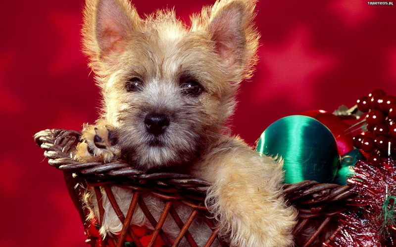 cannie, christmas, animals, 1080P, basket, puppy, ornament