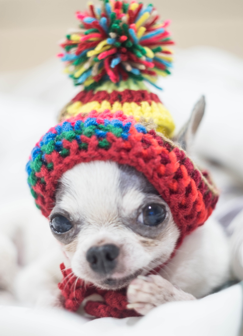 doll, portrait, animal, cute, red, animal head, puppy, little, focus on foreground, pets, arent canny, dog doll, chihuahua, tee cup, close-up, mammal, small