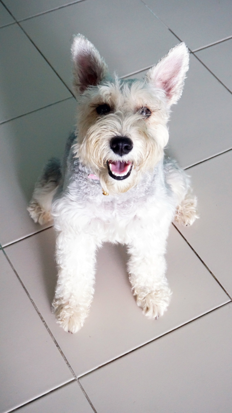 arent canny, animal themes, mouth open, tile, miniature schnauzer, flooring, 4K, dog, mouth, one animal, mammal, high angle view, looking at camera, pets