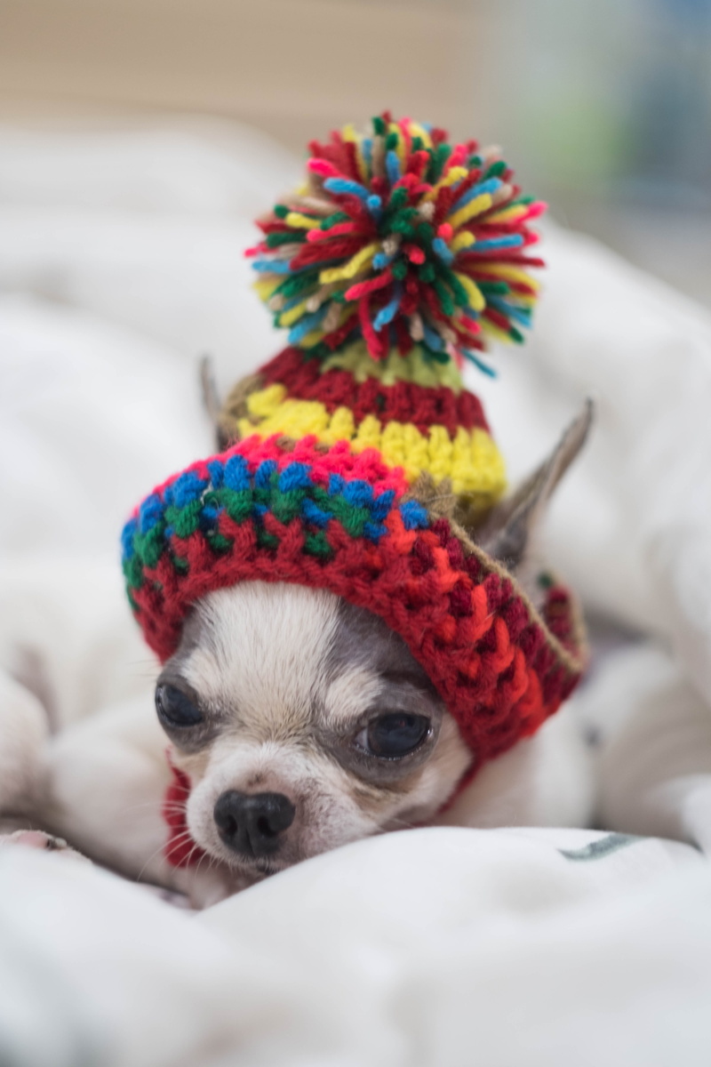 vertebrate, little, clothing, small, intelligent dog, close-up, front dog, small dogs, tee cup, domestic animals, one animal, a, chihuahua, textile, domestic