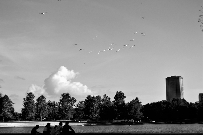 wildlife, built structure, group, beak, flight, wild, summer, white, building exterior, green, sky, flying, flock, herman national park, watching, flock of birds
