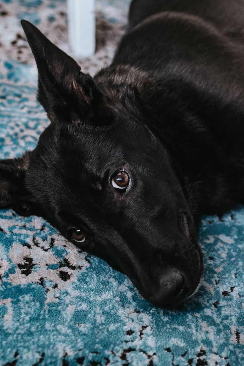 mammal, looking, puppy, cute, domestic, one animal, purebred Dog, pets, carpet, light blue, light, blue, pet, dog, blue carpet, pillows, animal head, animal eye