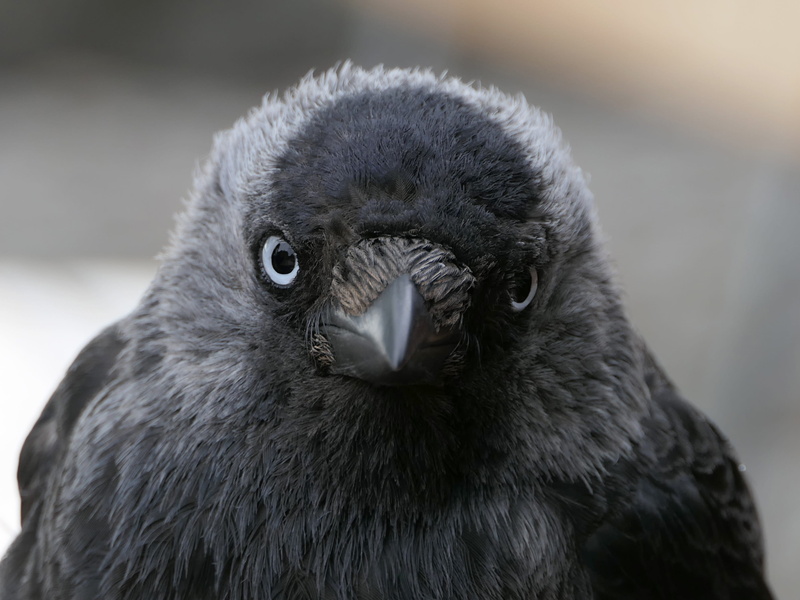 vertebrate, head, animal, animal themes, face, black, beak, no people, one animal, bird, close-up, nature, 2K, jackdaw, day, animal body part