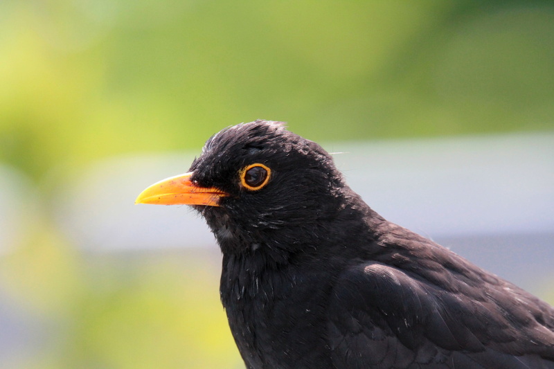 birds, plumage, close up, animal, focus on foreground, outdoors, one animal, males, nature, songbird, animal themes, looking away, animals in the wild