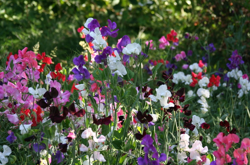 gardening, meadow, season, pink Color, multi Colored, colorful, inflorescence, nature, fragility, no People, flowering, flower Head, purple, flower, blossom
