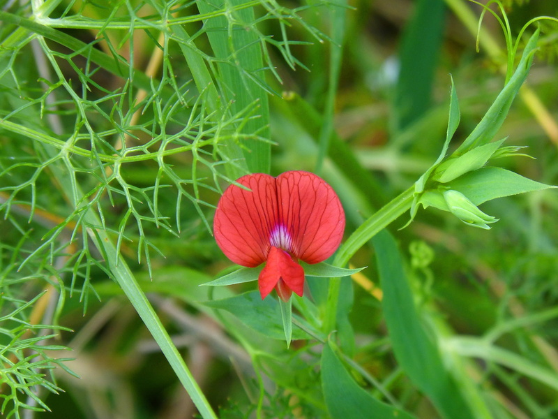 inflorescence, flower, growth, leaf, focus on foreground, no people, green color, red flower, flowering plant, plant, fragility, small, close-up, beauty