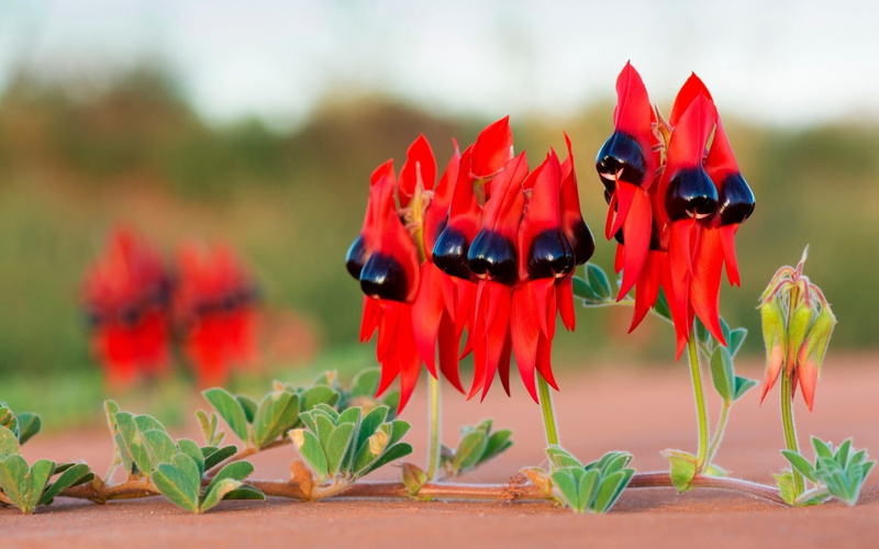 Flowers, 1080P, Australia, Red, Plant, Red Flower, Flower, Sturts Desert Pea, Nature, Desert