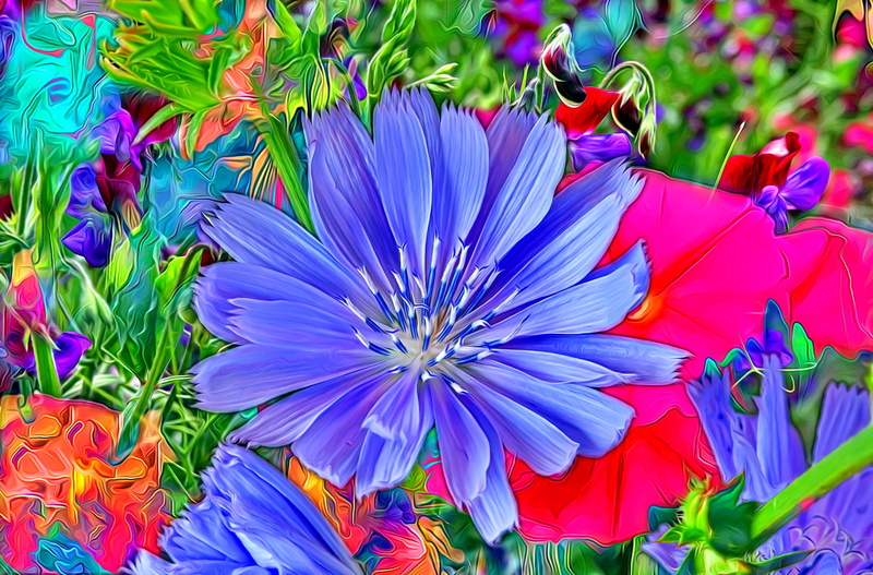 chicory, stamens, petals, buds, flowerbed, sweet peas, 1080P, rendering, flowers, summer, grass, leaves, bright colors