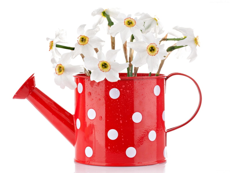 isolated, cut out, decoration, freshness, flowering plant, pot, white background, gardening, close-up, flower Head, green Color, mug, watering, petal, blossom