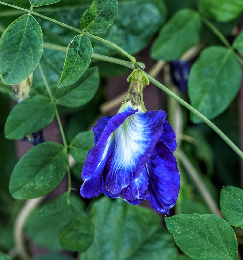 blue pea, purple, freshness, deep blue, clitoria ternatea, petal, fragility, growth, flower, plant part, no people, blue, beauty in nature, leaf, day, outdoors