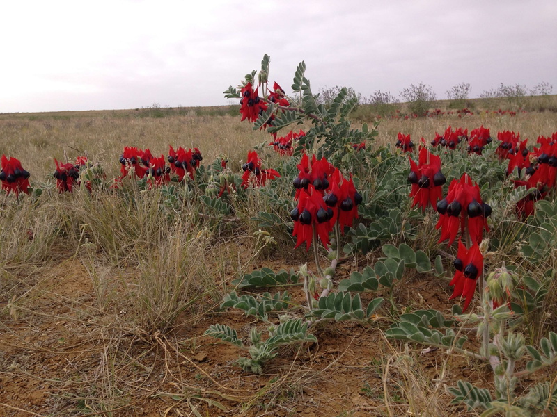 freshness, tranquility, tranquil scene, bush, flowering plant, red, nature, outdoors, growth, flower head, colourful, sturt desert pea, plant, flower, no people