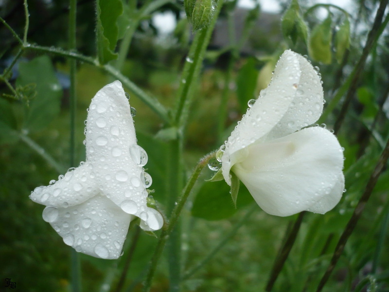 flower, drop, flower head, raindrop, nature, springtime, pea, growth, purity, vulnerability, dew, close-up, focus on foreground, flowers, wet, sweet, petal