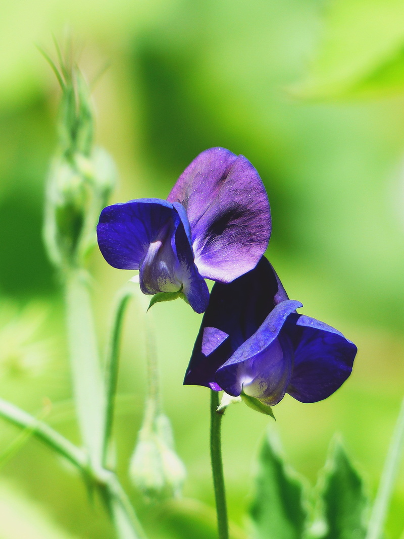 nature, flowering plant, flower meadow, iris, freshness, 2K, day, green color, fragility, bloom, blue, blossom, flower head, violet, purple, botany, inflorescence