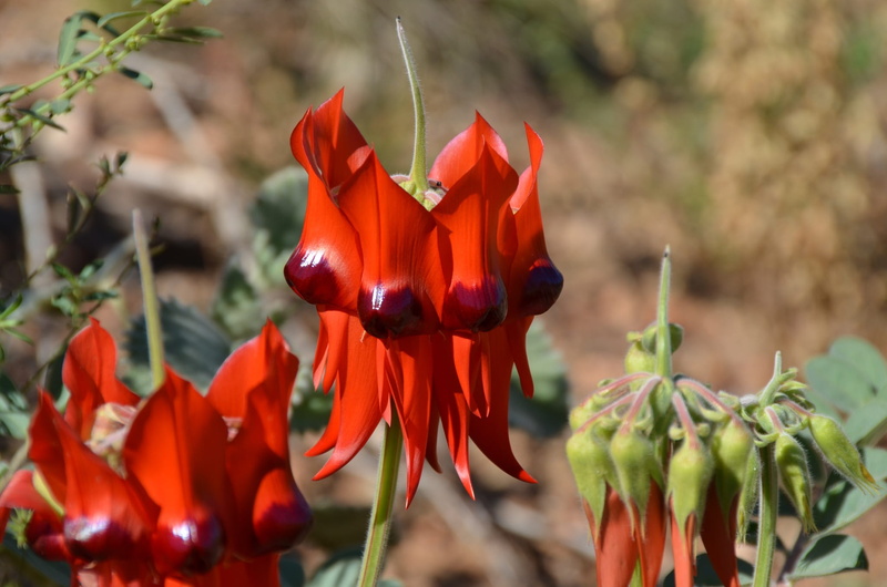 flower, freshness, no people, focus on foreground, red, day, plant stem, nature, beauty In Nature, Flower, australian, SturtS Desert Pea, outback, botany