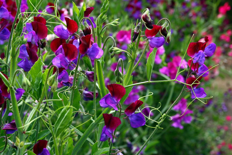 greens, 1080P, buds, summer, sweet peas, antennae, flowers, bright colors, leaves, flowering meadow, plants