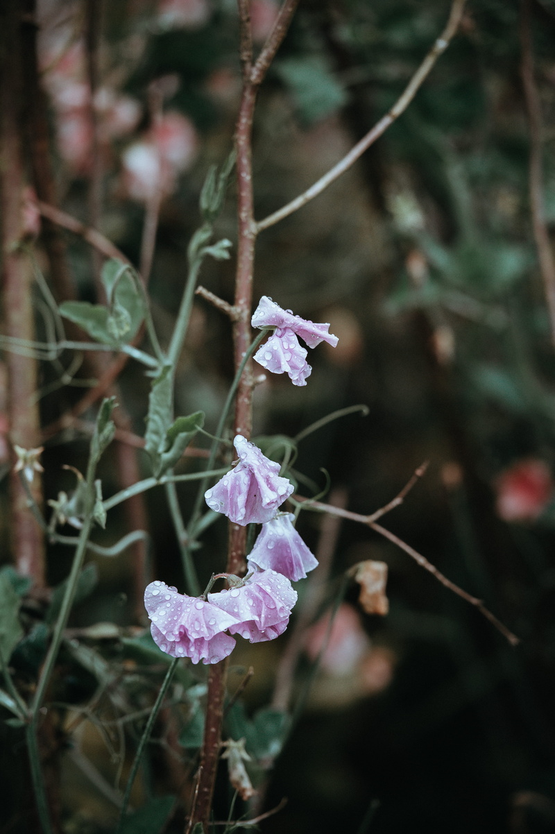 sweet pea, outdoors, water, pink color, sweetpeas, stick, focus on foreground, 4K, freshness, pink, day, nature, plant, purple, growth, beauty in nature