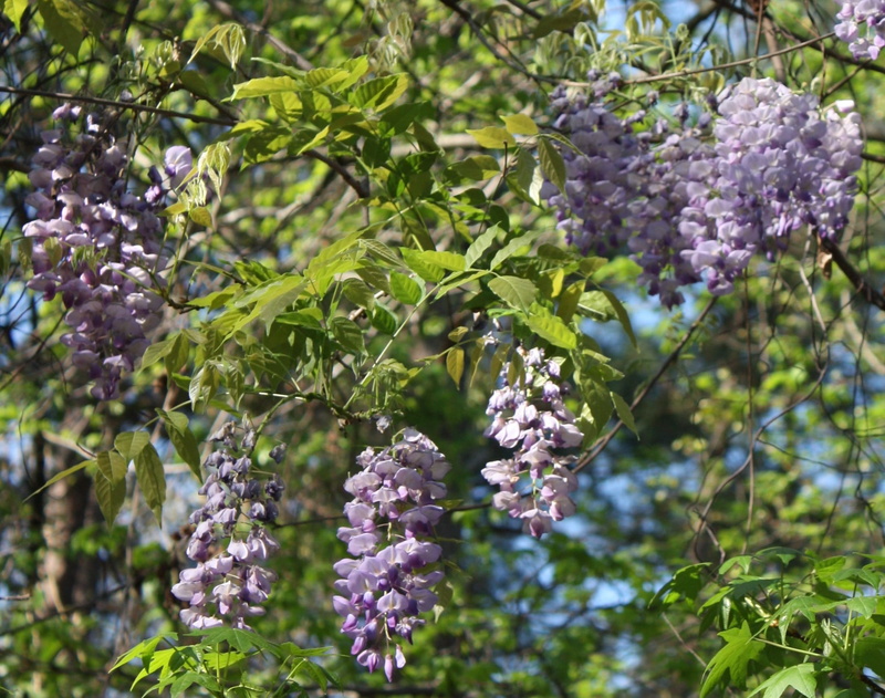tree, plant part, green color, violet, 1080P, ripe, floral, lilac, Wisteria, leaf, flower, beauty in nature, green, decorative, vines, plant, growth, spring