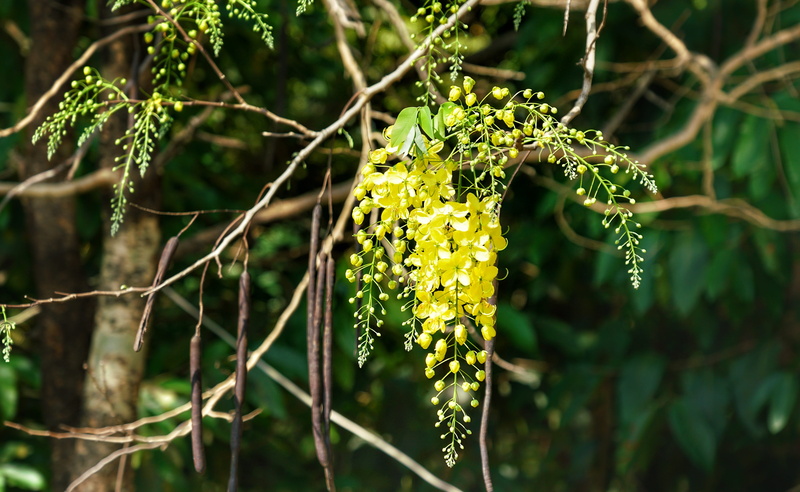 5K, no people, flower head, elephants trunk, green color, flowering plant, freshness, tree, flora, gold, vulnerability, golden rain tree, focus on foreground