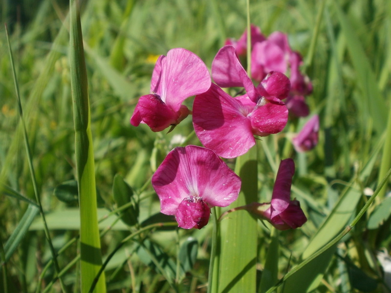 tuberous pea, beauty in nature, fragility, 1080P, green color, pink, nature, day, petal, inflorescence, blooming, aardaker, flora, flowering plant, no people