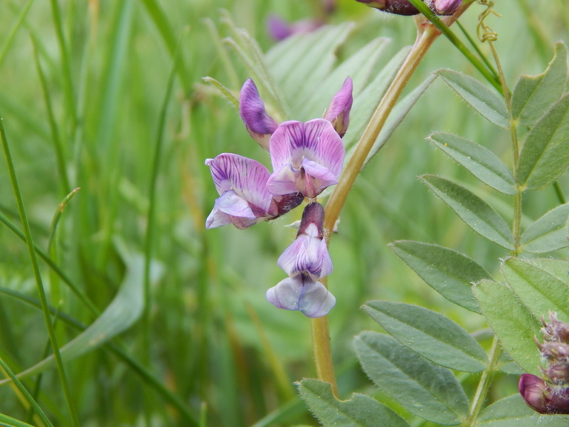 pink color, freshness, flower head, vulnerability, day, plant, flower, growth, iris - plant, wild flower, close-up, mountain-grass pea, petal, no people