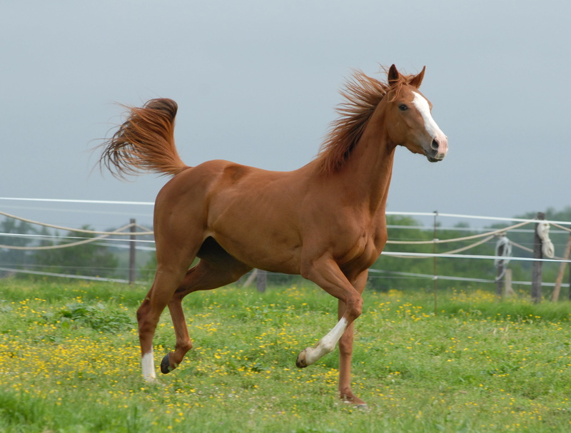 mammal, herbivorous, animal themes, vertebrate, 4K, domestic, mare, equine, livestock, photography, green, animal wildlife, brown, shallow, no people