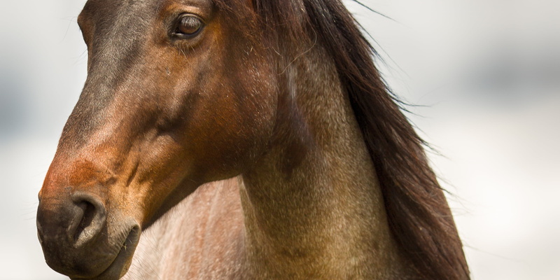 thoroughbred Horse, farm, animal Head, photograph, brown, one Animal, mare, mammal, animal, horse, 4K, animal Eye, stallion, outdoors, equine, close-up