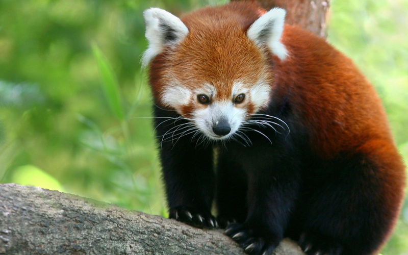 red, pa, 1080P, panda