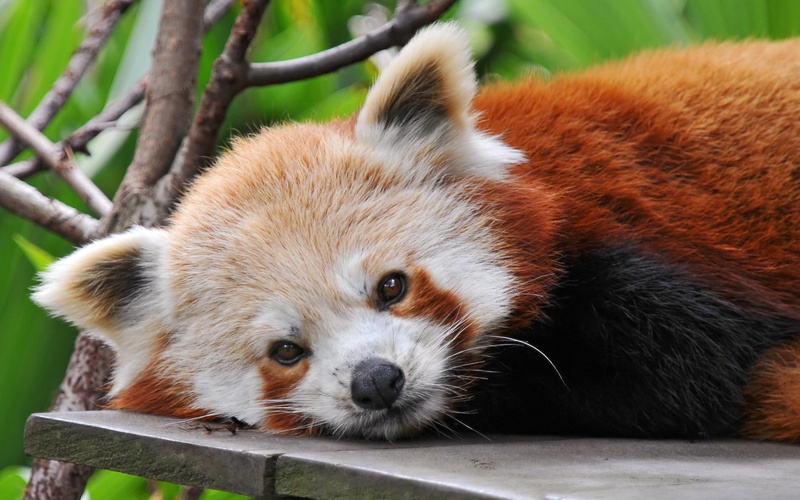 1080P, mammals, animals, red, adorable, bears, panda, cute, sweet, pa