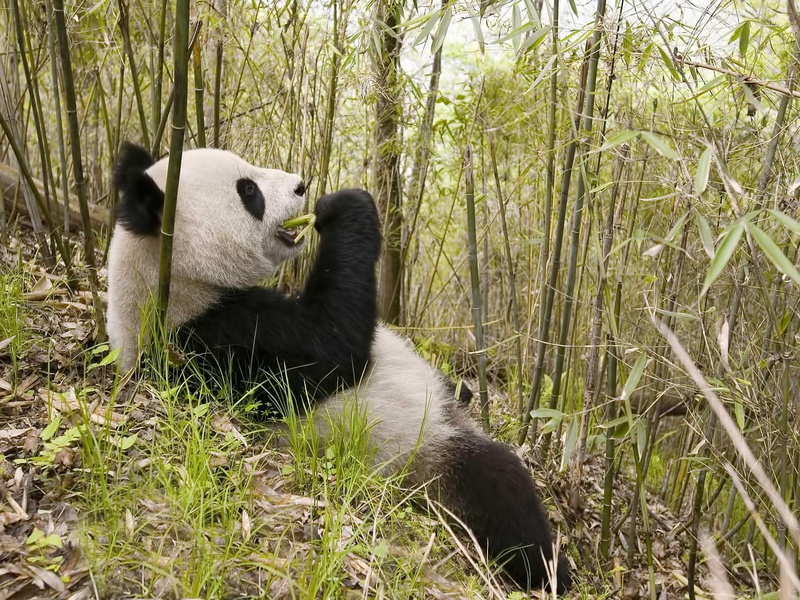 pa, animals, nice, funny, panda, 1080P