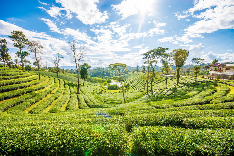 agriculture, no people, landscape, field, chiangrai, thailand, tranquil scene, rural scene, tea plantation, nature, tea farm, plantation, vacation, green tea