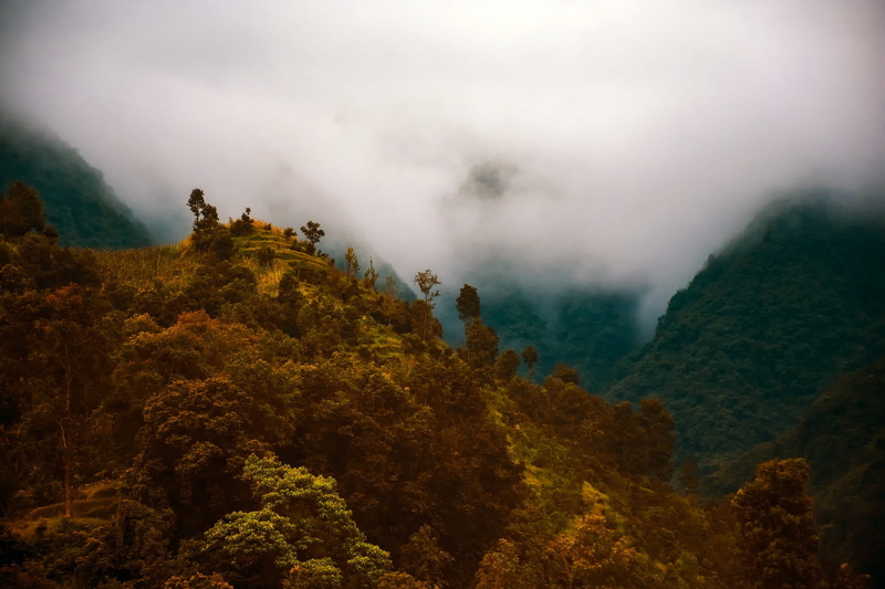 trees, brown, sunrise, mountains, woods, green, tranquility, mountain, jungle, country, hiking, mist, nature, plant, wilderness, outdoors, forest, beauty in nature