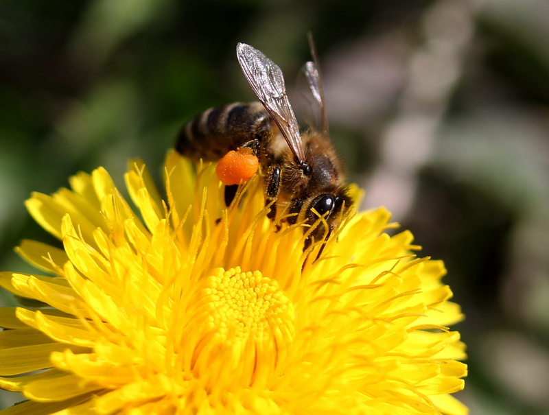 bee, pollen, invertebrate, butterfly - insect, animals in the wild, freshness, vulnerability, flowering plant, animal wing, no people, insect, dandelion