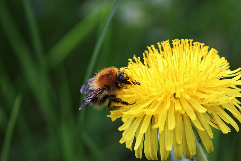 animal themes, hard working, 5K, beauty in nature, blossom, petal, flowering plant, animal wildlife, fragility, animal, insect, freshness, close, diligence