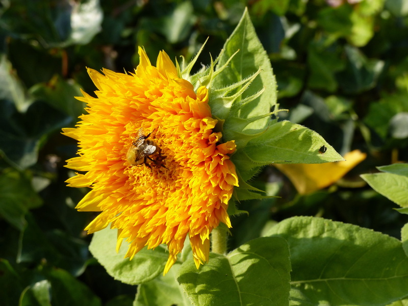 collect nectar, flower, 4K, invertebrate, freshness, insect, colorful, nature, nectar, insect bloom, leaf, plant, green color, flowering plant, yellow