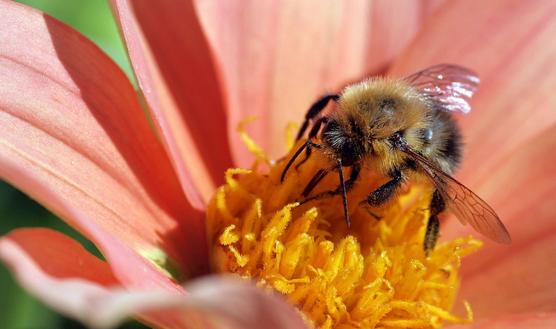 diligence, beauty in nature, vibrant, pollen, bloom, flowering plant, collect, plant, no people, 2K, flower head, bee, work, petal, insect, color, garden