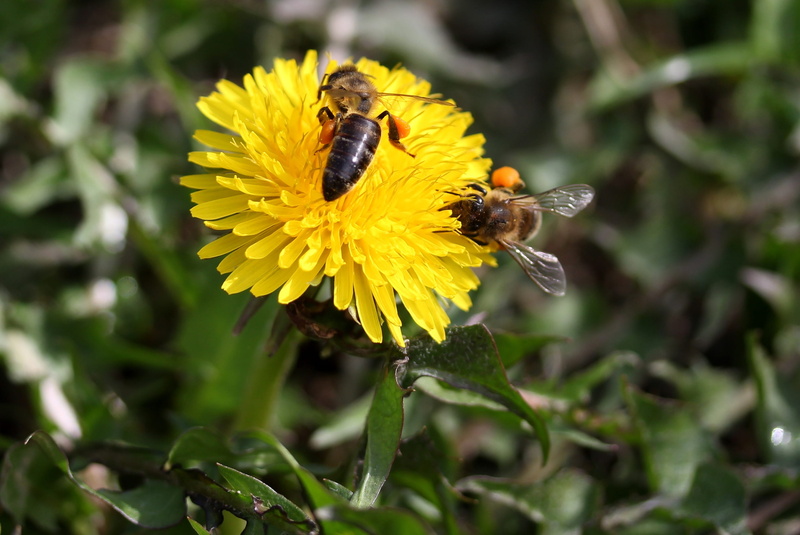fragility, one animal, freshness, bee, animals in the wild, dandelion, bumblebee, petal, vulnerability, nature, outdoors, flowering plant, flower head